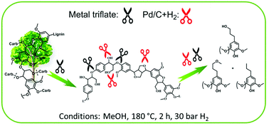 Graphical abstract: Reductive fractionation of woody biomass into lignin monomers and cellulose by tandem metal triflate and Pd/C catalysis