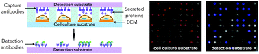 Graphical abstract: Macrophage secretion heterogeneity in engineered microenvironments revealed using a microwell platform