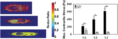 Graphical abstract: Valve interstitial cell contractile strength and metabolic state are dependent on its shape