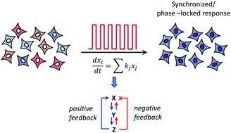 Graphical abstract: New insights into mammalian signaling pathways using microfluidic pulsatile inputs and mathematical modeling