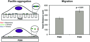 Graphical abstract: Correlation of focal adhesion assembly and disassembly with cell migration on nanotopography