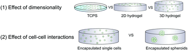 Graphical abstract: PEG–peptide hydrogels reveal differential effects of matrix microenvironmental cues on melanoma drug sensitivity