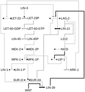 Graphical abstract: A computational model predicts genetic nodes that allow switching between species-specific responses in a conserved signaling network