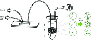 Graphical abstract: Demonstration of transgressive overyielding of algal mixed cultures in microdroplets