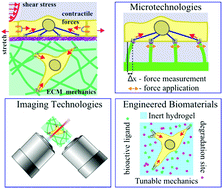 Graphical abstract: New advances in probing cell–extracellular matrix interactions