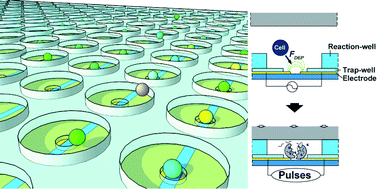 Graphical abstract: Efficient analysis of a small number of cancer cells at the single-cell level using an electroactive double-well array