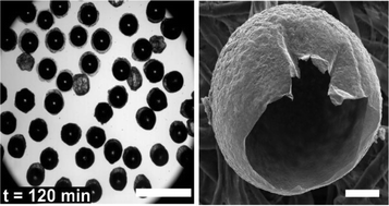 Graphical abstract: Stabilization of carbon dioxide (CO2) bubbles in micrometer-diameter aqueous droplets and the formation of hollow microparticles