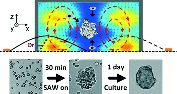 Graphical abstract: Rapid formation of size-controllable multicellular spheroids via 3D acoustic tweezers