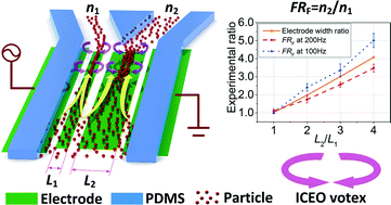Graphical abstract: Scaled particle focusing in a microfluidic device with asymmetric electrodes utilizing induced-charge electroosmosis