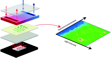 Graphical abstract: Dual gradients of light intensity and nutrient concentration for full-factorial mapping of photosynthetic productivity