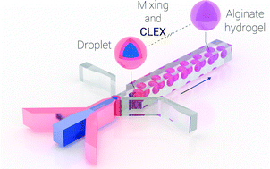 Graphical abstract: Versatile, cell and chip friendly method to gel alginate in microfluidic devices