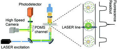 Graphical abstract: One-step immunoassay of C-reactive protein using droplet microfluidics