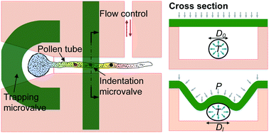 Graphical abstract: Characterization of size-dependent mechanical properties of tip-growing cells using a lab-on-chip device