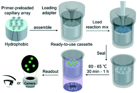 Graphical abstract: Visual detection of multiple genetically modified organisms in a capillary array