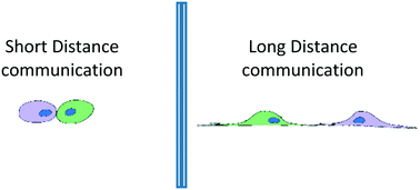 Graphical abstract: Bridging the gap: microfluidic devices for short and long distance cell–cell communication