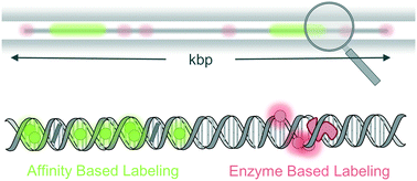 Graphical abstract: Optical DNA mapping in nanofluidic devices: principles and applications