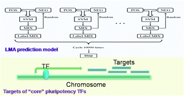 Graphical abstract: Genome-wide targets identification of “core” pluripotency transcription factors with integrated features in human embryonic stem cells
