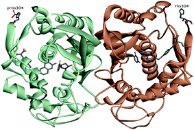 Graphical abstract: Phosphorylation of thymidylate synthase affects slow-binding inhibition by 5-fluoro-dUMP and N4-hydroxy-dCMP