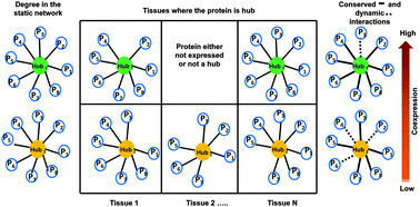 Graphical abstract: Interaction and localization diversities of global and local hubs in human protein–protein interaction networks