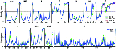 Graphical abstract: Functional correlations of respiratory syncytial virus proteins to intrinsic disorder
