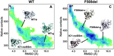 Graphical abstract: Thermal unfolding simulations of NBD1 domain variants reveal structural motifs associated with the impaired folding of F508del-CFTR