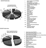 Graphical abstract: Increased intramuscular fat induced by reduced dietary protein in finishing pigs: effects on the longissimus lumborum muscle proteome