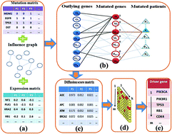 Graphical abstract: Discovering potential cancer driver genes by an integrated network-based approach