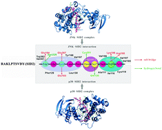 Graphical abstract: Selective targeting of MAPK family kinases JNK over p38 by rationally designed peptides as potential therapeutics for neurological disorders and epilepsy