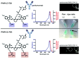 Graphical abstract: Effect of charge localization on the in vivo optical imaging properties of near-infrared cyanine dye/monoclonal antibody conjugates