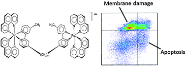 Graphical abstract: Biological processing of dinuclear ruthenium complexes in eukaryotic cells
