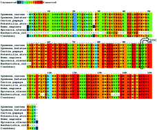 Graphical abstract: S95C substitution in CuZn-SOD of Ipomoea carnea: impact on the structure, function and stability