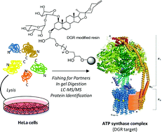 Graphical abstract: Biomolecular proteomics discloses ATP synthase as the main target of the natural glycoside deglucoruscin