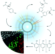 Graphical abstract: Sono-assembly of nanostructures via tyrosine–tyrosine coupling reactions at the interface of acoustic cavitation bubbles