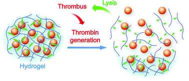 Graphical abstract: An antithrombotic hydrogel with thrombin-responsive fibrinolytic activity: breaking down the clot as it forms