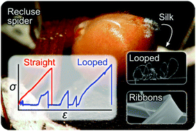 Graphical abstract: Toughness-enhancing metastructure in the recluse spider's looped ribbon silk