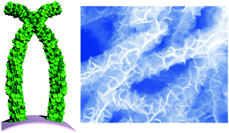 Graphical abstract: Self-branched α-MnO2/δ-MnO2 heterojunction nanowires with enhanced pseudocapacitance