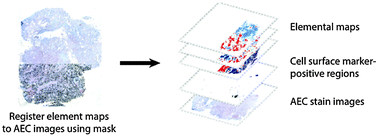 Graphical abstract: A multimodal imaging workflow to visualize metal mixtures in the human placenta and explore colocalization with biological response markers