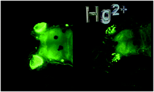 Graphical abstract: Effects of inorganic mercury on the olfactory pits of zebrafish larvae