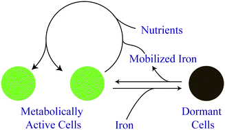 Graphical abstract: Ferric ions accumulate in the walls of metabolically inactivating Saccharomyces cerevisiae cells and are reductively mobilized during reactivation