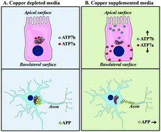 Graphical abstract: Metallo-pathways to Alzheimer's disease: lessons from genetic disorders of copper trafficking