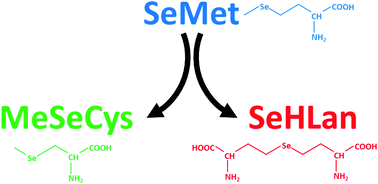 Graphical abstract: Comparison of the metabolism of inorganic and organic selenium species between two selenium accumulator plants, garlic and Indian mustard