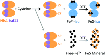 Graphical abstract: In vitro characterization of a novel Isu homologue from Drosophila melanogaster for de novo FeS-cluster formation