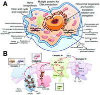 Graphical abstract: Mammalian Fe–S proteins: definition of a consensus motif recognized by the co-chaperone HSC20