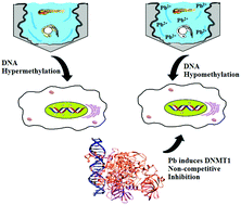 Graphical abstract: Lead (Pb) exposure reduces global DNA methylation level by non-competitive inhibition and alteration of dnmt expression