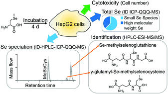 Graphical abstract: Tracing cytotoxic effects of small organic Se species in human liver cells back to total cellular Se and Se metabolites