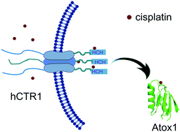 Graphical abstract: Platinum transfer from hCTR1 to Atox1 is dependent on the type of platinum complex