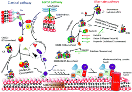 Graphical abstract: Interactions of the innate immune system with carbon nanotubes