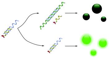Graphical abstract: A nucleic acid strand displacement system for the multiplexed detection of tuberculosis-specific mRNA using quantum dots