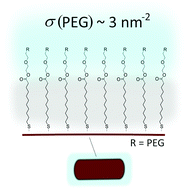 Graphical abstract: Effective PEGylation of gold nanorods