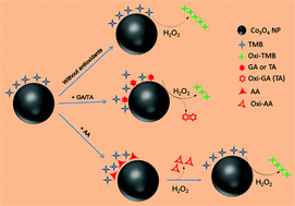 Graphical abstract: Peroxidase-like activity of the Co3O4 nanoparticles used for biodetection and evaluation of antioxidant behavior